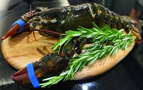 Live Boston Lobster